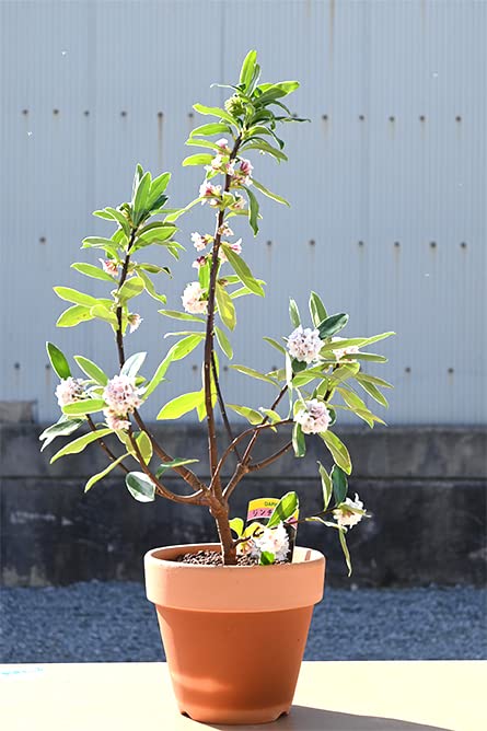 Amazon.co.jp: 白花沈丁花鉢植え シロバナ沈丁花 ジンチョウゲ : DIY